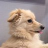 浦島大福's profile picture