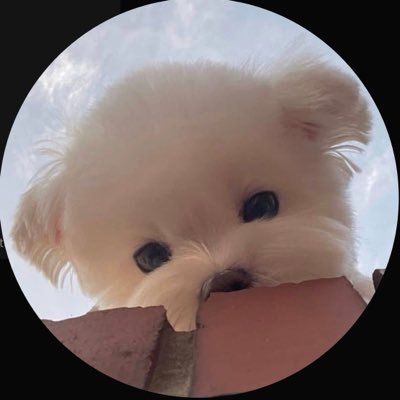 zzx_mei's profile picture