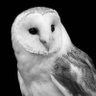 Matte Kudasai profil fotoğrafı