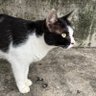 Luna Lovecats ☔️ profil fotoğrafı