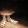 Whereurheartgo's profile picture