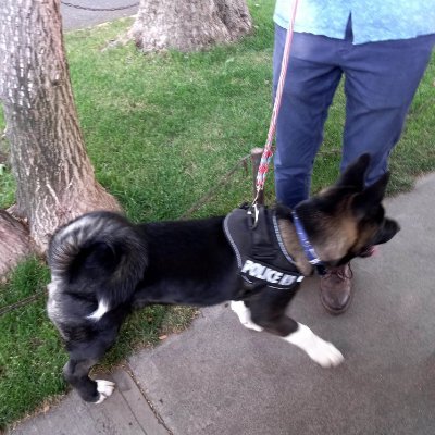 🐶🦮🐈Baltazar..🐕🐕‍🦺🐈's profile picture