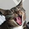 Logan's profile picture