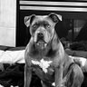 Young Grommet's profile picture