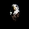 Free Bird profil fotoğrafı