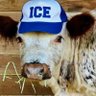 Counter-Insurgent Homesteading profil fotoğrafı