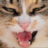 Z's profile picture