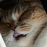 cousingreg's profile picture