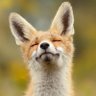 fox's profile picture