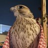 Profilbild von حزام العازمي