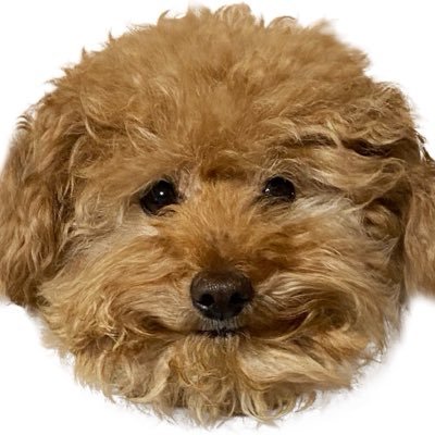 링고 아니 대박이 그리고 글씨와 사비's profile picture
