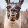 Llamasandstocks2 的头像