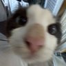 Profilbild von kakawah
