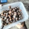 Фото профиля Kay the Snail Farmer