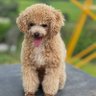 Puffy Poodle ็ๅคดๅ
