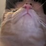 jaumBDF's profile picture