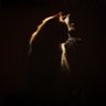 َ's profile picture