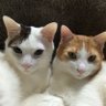 恵室 profil fotoğrafı