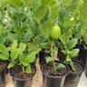 Agrifood Research Centre profil fotoğrafı