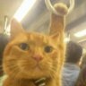 Miya's profile picture