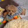 Фото профиля なち推し犬(ゆーた)🧚🪄💚🦭🤍