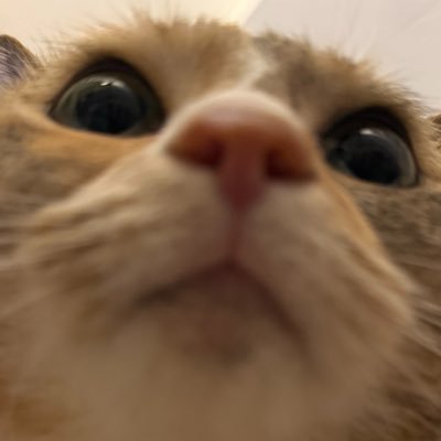 암카운터 김맥골's profile picture