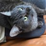 Olive J. Pendergrast profil fotoğrafı