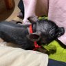 黒豚ポッサム🐷 보쌈's profile picture