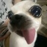 Hugo 的头像
