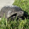Turtle Tunes 的头像
