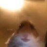 Profilbild von ikindatried