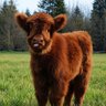 Фото профиля möcük🐮🍂🕶️👡