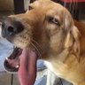 GurKha's profile picture