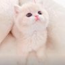 Profilbild von 奈奈喵