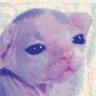 cats 的头像