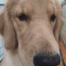aaa profil fotoğrafı
