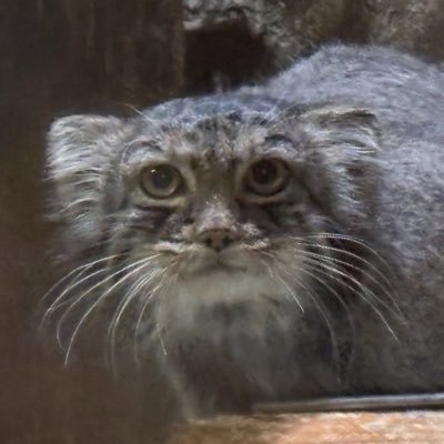 zast1k's profile picture