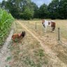 Фото профиля Elena ,Junior & Texas🐶🐾🐶🐾🇧🇪🇬🇷🇧🇪🇬🇷
