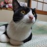 さなえ🍀 的头像