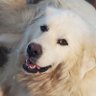 Big White Furry Dog 🇺🇲 🦅🍊💎🐸🐿🦝's profile picture