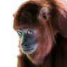 Marc Tomtom's profile picture