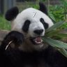 パンダ7🐼 profil fotoğrafı