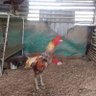 แทนไทย 的头像