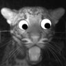 Boris Bardamu Simulator🐧 profil fotoğrafı