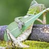 alasq profil fotoğrafı