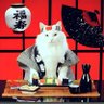 Sushi profil fotoğrafı