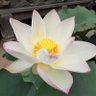 Фото профиля 竹原秋幸