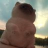ちゃのま 的头像