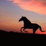 ساده's profile picture