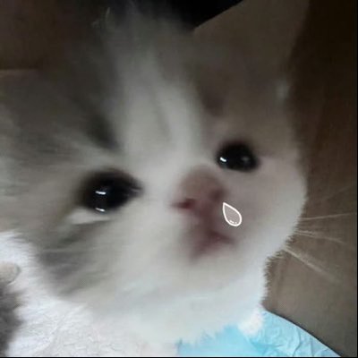 묘's profile picture